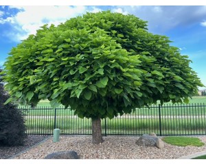 nice tree bruh