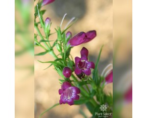 Image Courtesy Plant Select