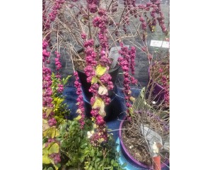 Coralberry, Indian Currant (Red Snowberry)