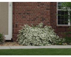 Abbotswood Potentilla...©photo ArborTanics Inc.