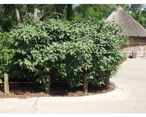 Allegheny Viburnum...©photo ArborTanics Inc.