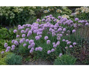 Photo Courtesy of Ball Horticultural Company
