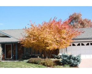 GINNALA MAPLE ©photo ArborTanics Inc.