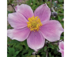 Photo Courtesy of Syngenta Flowers