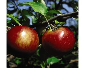 Photo Courtesy of Bailey Nurseries Inc.
