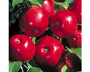 Apple, Haralson