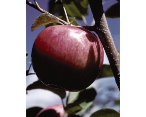 Photo Courtesy of Bailey Nurseries Inc.