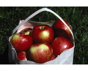 Photo Courtesy of Bailey Nurseries Inc.