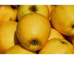 Apple, Yellow Delicious (Golden Delicious)