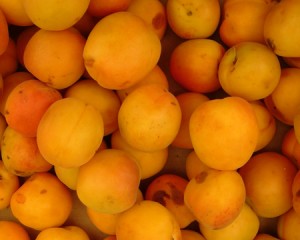 Apricot, Chinese (Mormon)