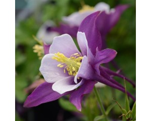 Image courtesy Ball Seed