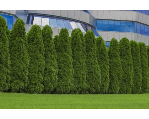 Adobe Stock Image