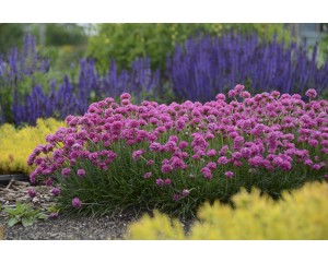 Photo Courtesy of Walter's Gardens, Inc.