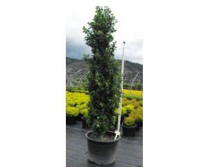 Photo Courtesy of Bron & Sons Nursery Co.