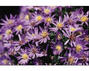 Photo Courtesy of Bailey Nurseries Inc.