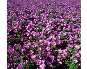 Photo Courtesy of Bailey Nurseries Inc.