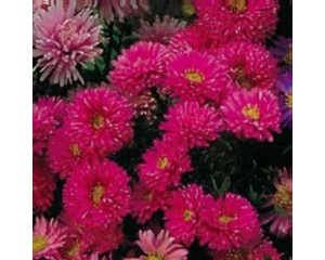 Aster, Alert 