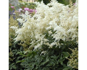Photo Courtesy of Walter's Gardens, Inc.