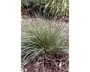 Photo Courtesy of Bailey Nurseries Inc.