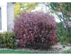 Bailey Redtwig Dogwood-fall...©photo ArborTanics Inc.