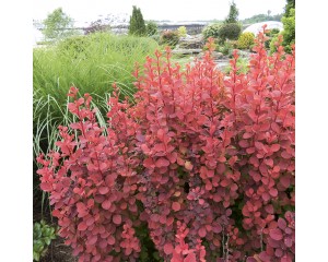 Photo Courtesy of Greenleaf Nursery Company