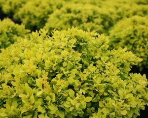 Photo Courtesy of Greenleaf Nursery Company