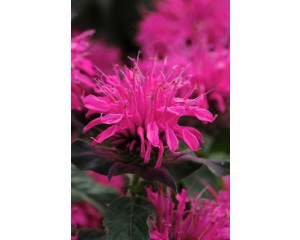 Photo Courtesy of Ball Horticultural Company