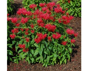Photo Courtesy of Plants Nouveau