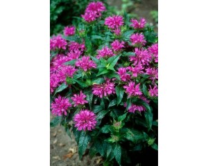 Photo Courtesy of Bailey Nurseries Inc.