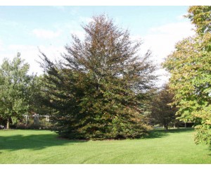 RIVERS COPPER BEECH ©photo by ArborTanics inc.