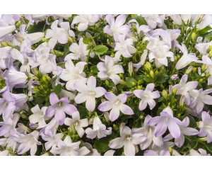 Bellflower, Clockwise™ White Blush