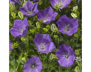 Photo Courtesy of Syngenta Flowers