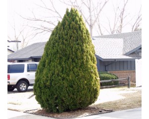 Berkman's Gold Arborvitae ©photo ArborTanics Inc.