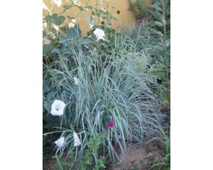 Photo Courtesy of Plant Select®