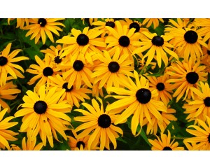 Rudbeckia, Early Bird Gold (Black-Eyed Susan)
