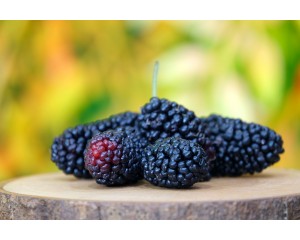 Blackberry, Columbia Star Thornless