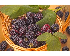Photo Courtesy of Ball Horticultural Company
