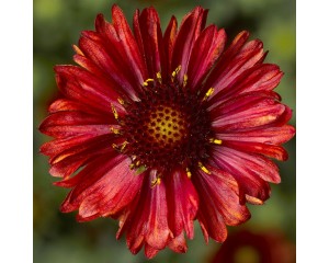 Photo Courtesy of Syngenta Flowers