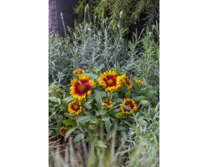 Photo Courtesy of Syngenta Flowers