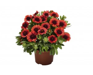 Photo Courtesy of Ball Horticultural Company