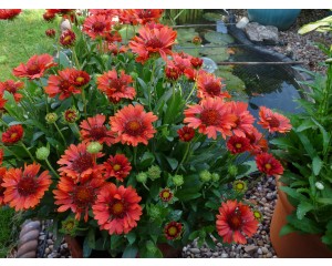 Photo Courtesy of PlantHaven, Inc.