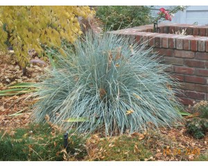 Blue Avena Grass...©photo ArborTanics Inc.