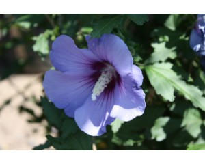 Blue Bird Rose Of Shaorn ©photo ArborTanics Inc.