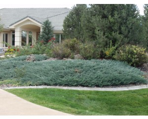 Blue Chip Juniper...©photo ArborTanics Inc.