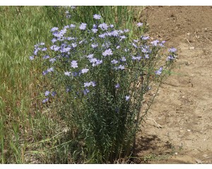 Blue Flax...©photo ArborTanics Inc.