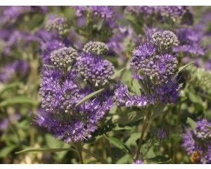 Blue Mist Bluebeard (Blue Spirea)...©photo ArborTanics Inc.