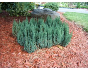 Juniper, Blue Forest 