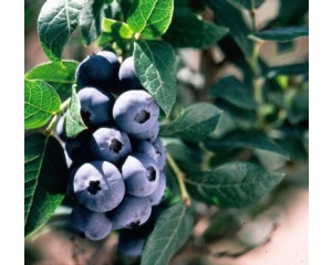 Photo Courtesy of Bailey Nurseries