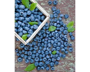 Photo Courtesy of Ball Horticultural Company