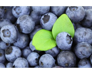 Blueberry - Generic